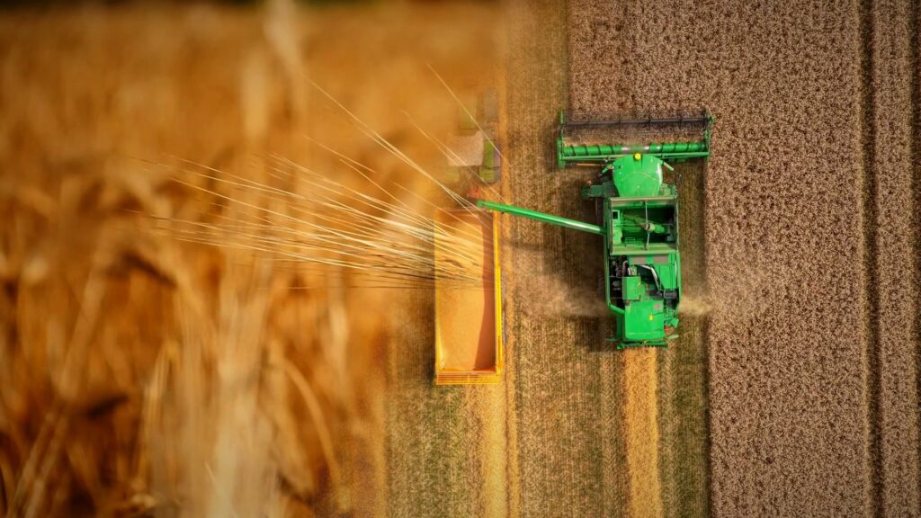 Espiga de cebada dorada en el campo y cosechadora trabajando en una parcela de cebada