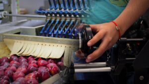 ¿Sabías que en Grecia ocho robots con visión artificial revisan 15 toneladas de duraznos por hora?