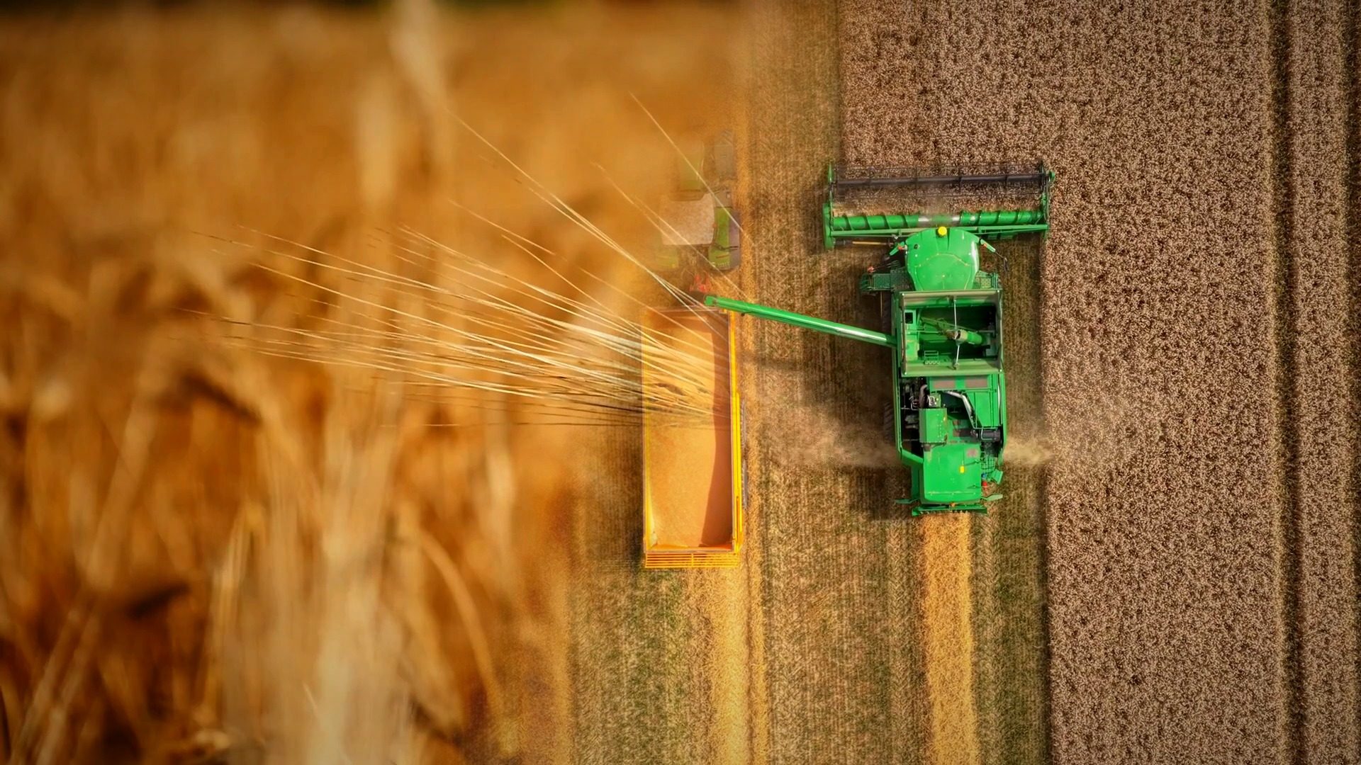 Espiga de cebada dorada en el campo y cosechadora trabajando en una parcela de cebada